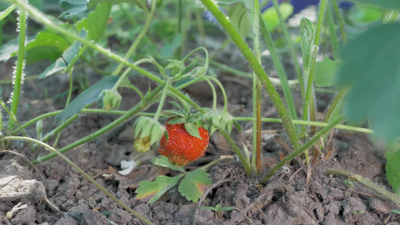 成熟的红莓视频下载