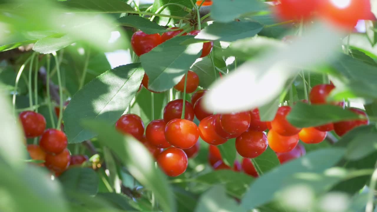 红樱桃果背景视频下载