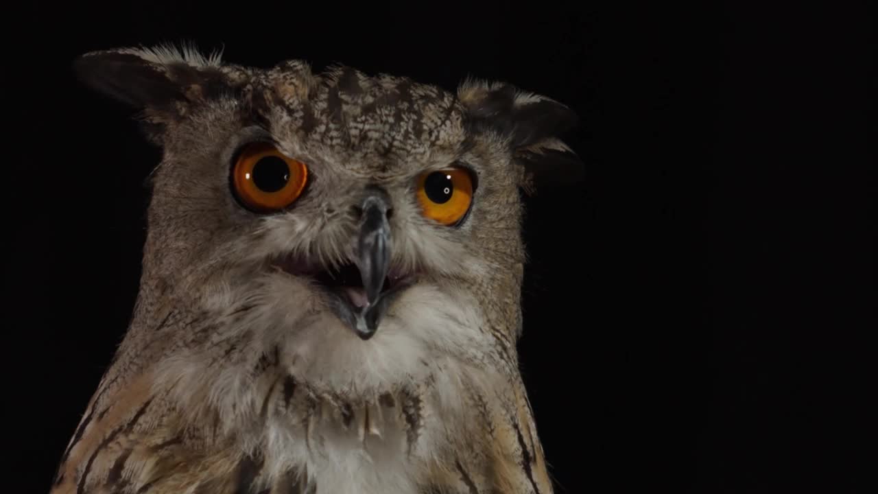 一只大眼睛猫头鹰的特写，它在四处张望视频下载