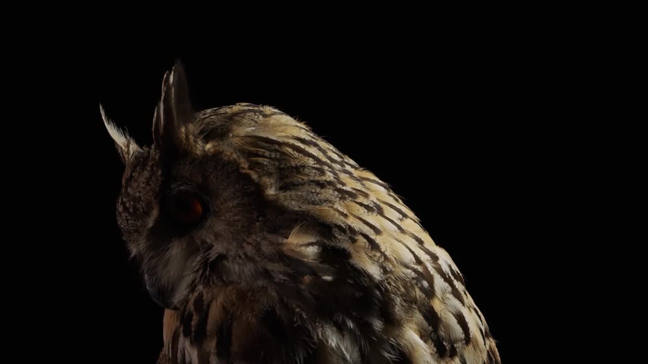 一只大眼睛的猫头鹰正从黑暗中抬起头来仰望视频下载