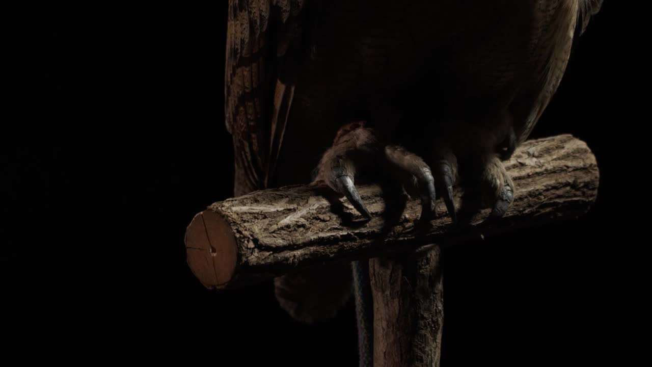 一只大猫头鹰坐在树枝上的整个身体的特写镜头视频下载