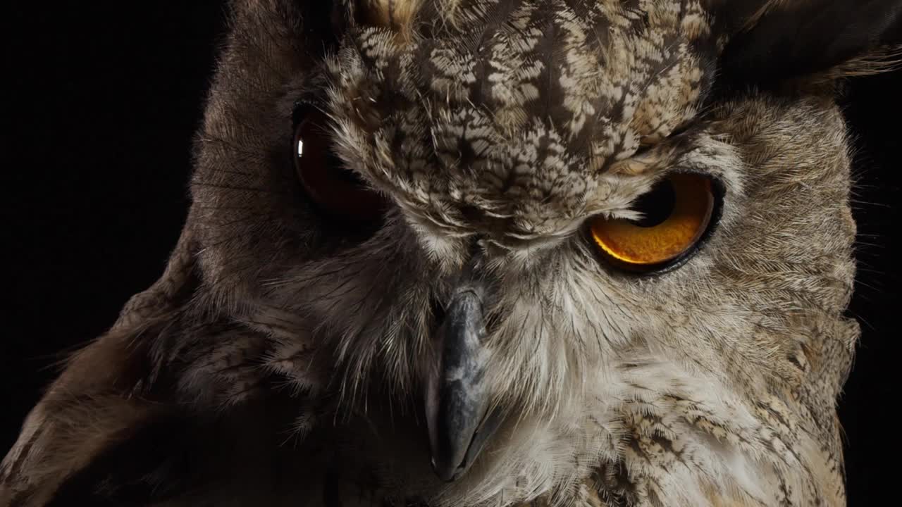 可怕的猫头鹰特写，大型鸟类掠食者，野生动物视频下载