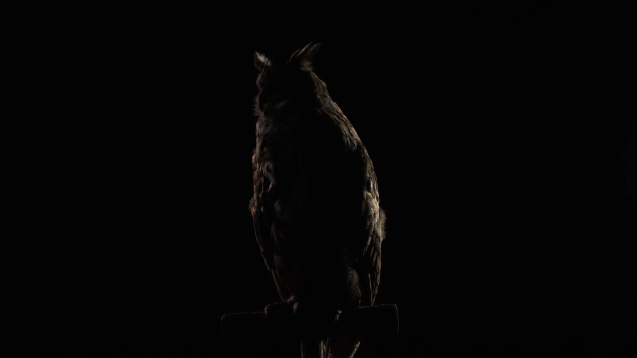 戏剧性的灯光下，大猫头鹰正坐在黑暗中的树枝上视频下载
