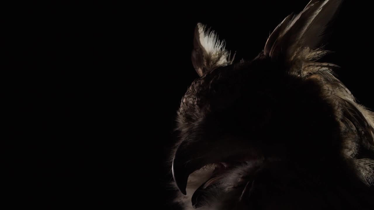 一只猫头鹰的剪影，头上长着尖尖的羽毛，特写视频下载
