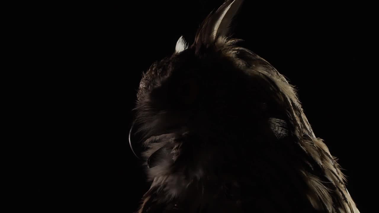 在黑暗的黑色背景中，一只猫头鹰的头部特写视频下载