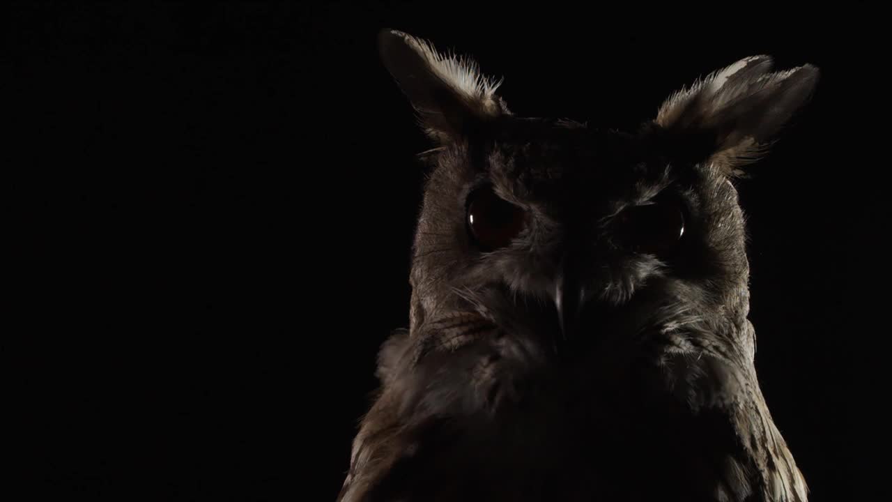 野生动物，大猫头鹰在黑暗中看着相机视频下载