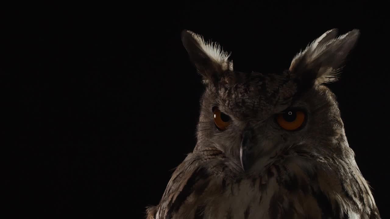 一只猫头鹰的特写，它的大眼睛眨得很快视频下载