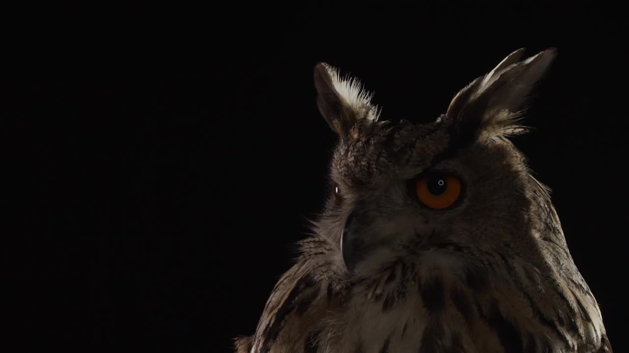 捕食鸟，一只大猫头鹰的特写，大眼睛是橙色的视频下载