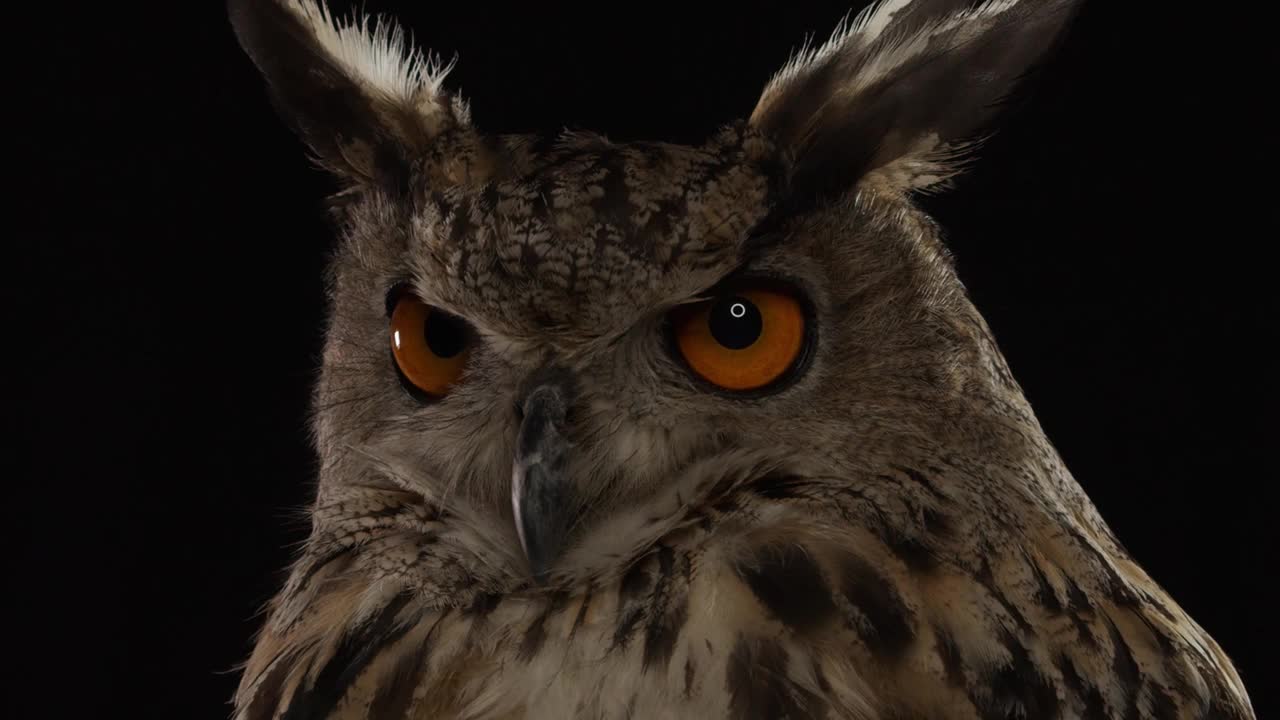 成年猫头鹰长着橙色的大眼睛，近距离环顾四周视频下载