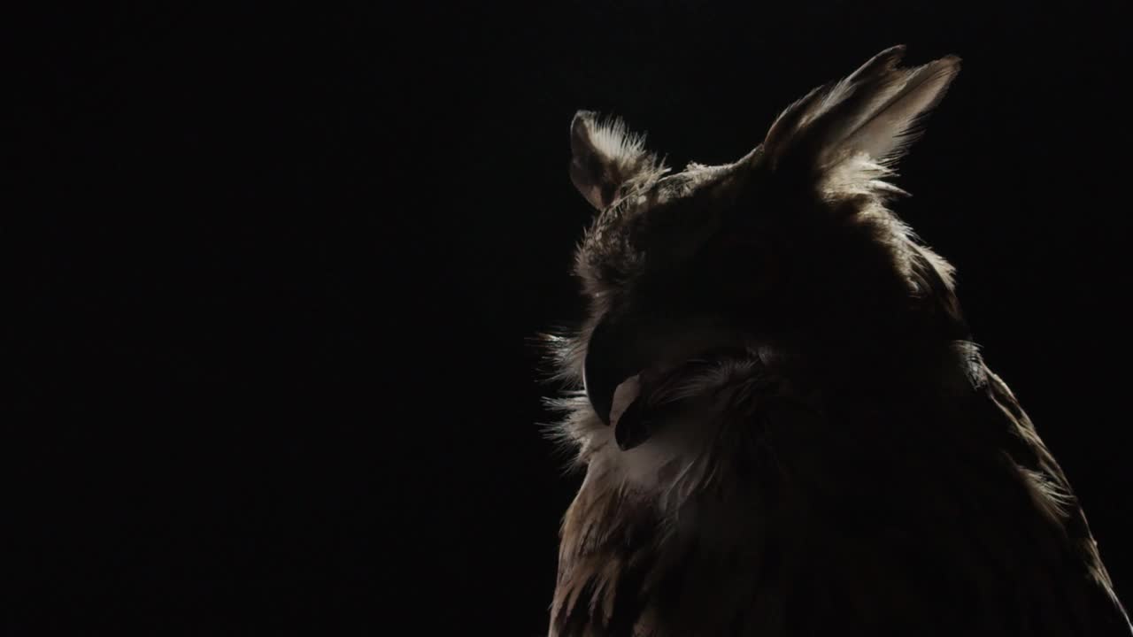 戏剧性的灯光，长耳朵的大猫头鹰坐在黑暗中视频下载