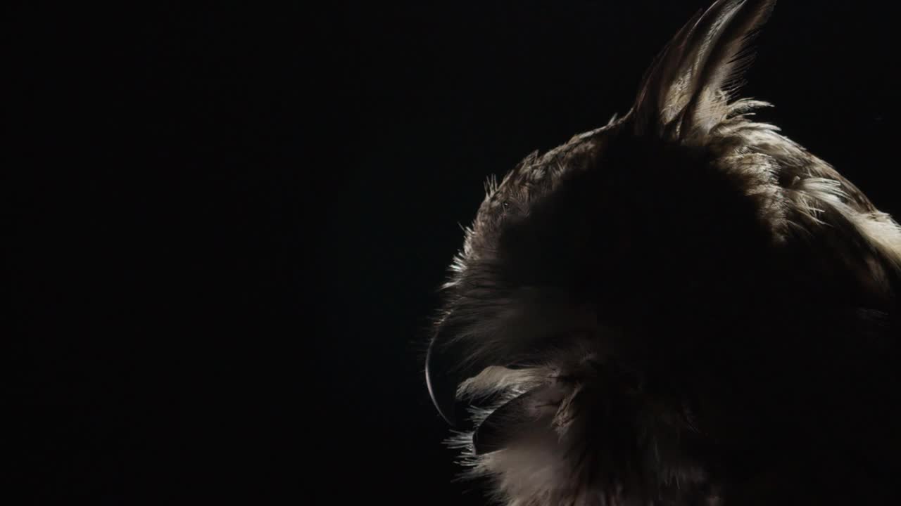 近距离拍摄一只长耳朵大眼睛的成年猫头鹰，光线很暗视频下载