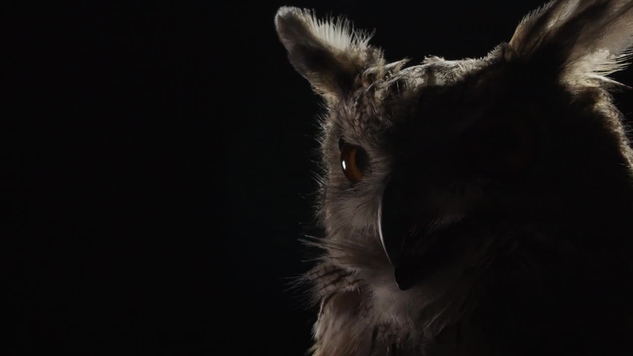 大眼睛的猫头鹰坐在黑暗的房间里，野生动物，食肉鸟视频下载
