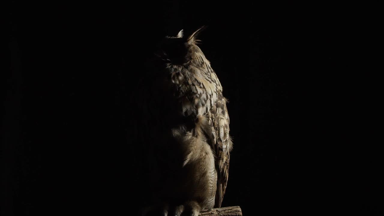 一只灰色的大猫头鹰正坐在昏暗的灯光下环顾四周视频下载