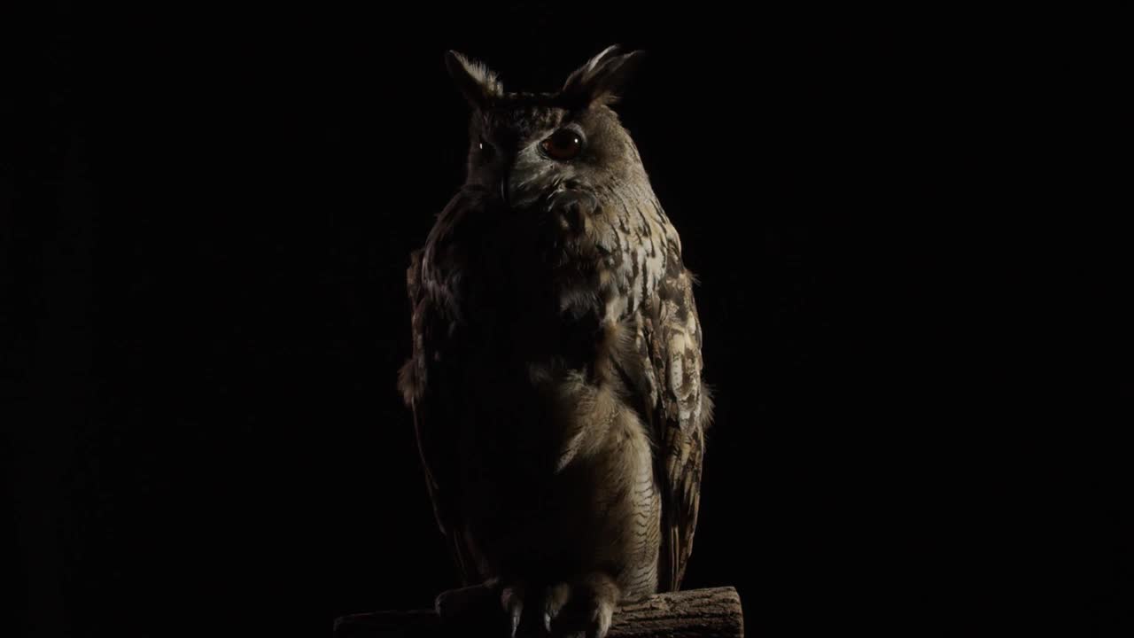一只长耳朵大眼睛的成年猫头鹰的工作室镜头视频下载