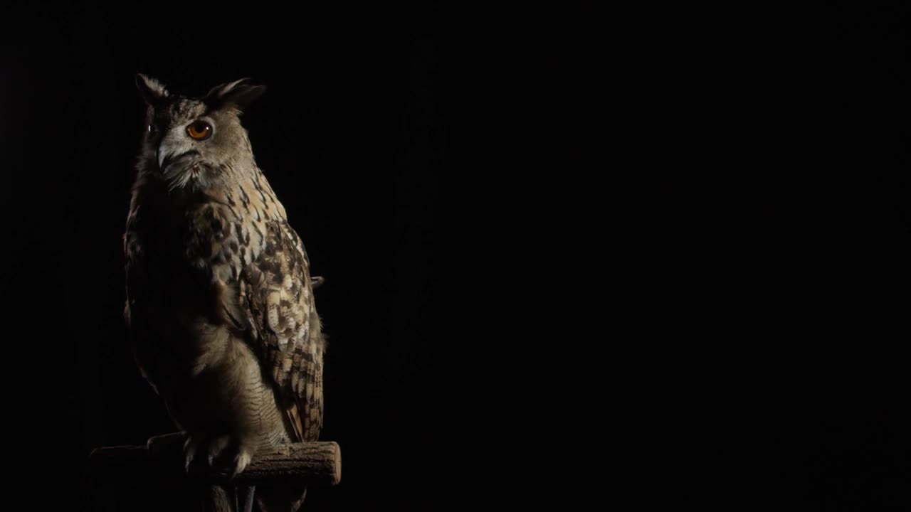 一只成年猫头鹰正坐在画室的树枝上，环顾四周视频下载