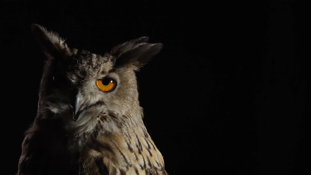 一只长着长耳朵和大橙色眼睛的猫头鹰的特写视频下载