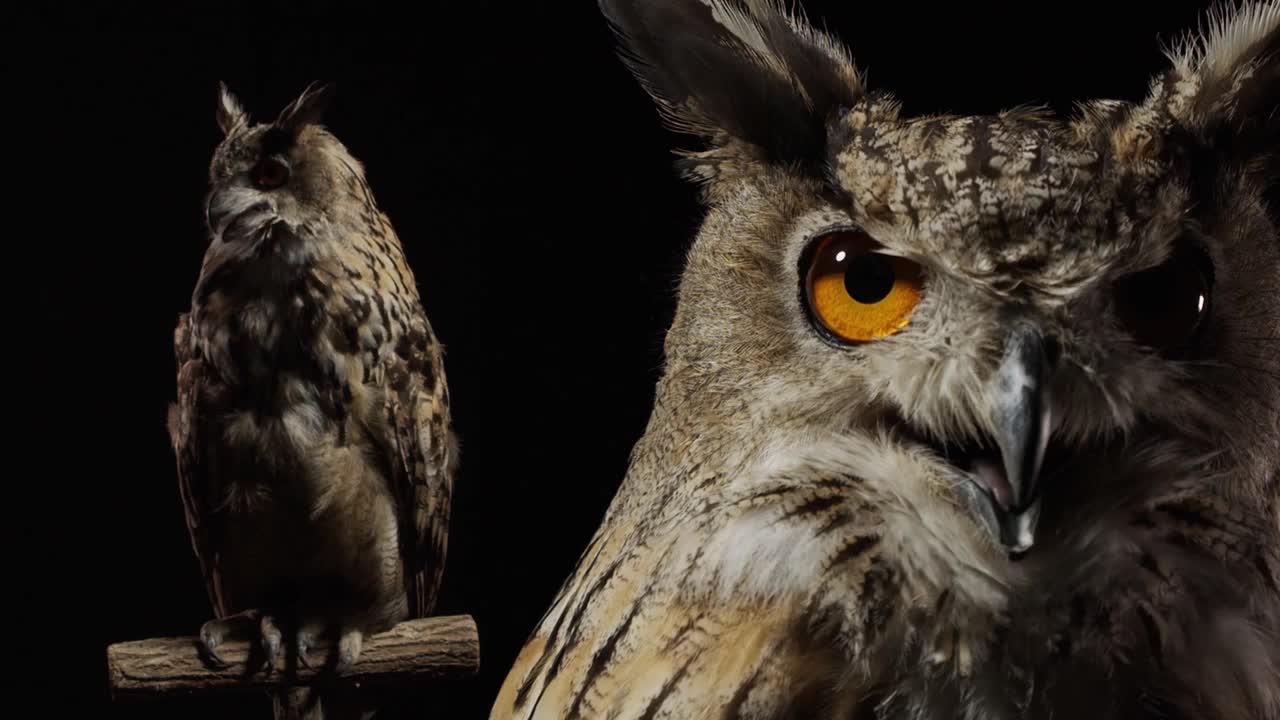 一只长耳朵大眼睛的猫头鹰的特写和全身照片视频下载