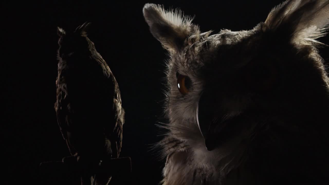 戏剧性的灯光，一只长耳朵猫头鹰的特写视频下载