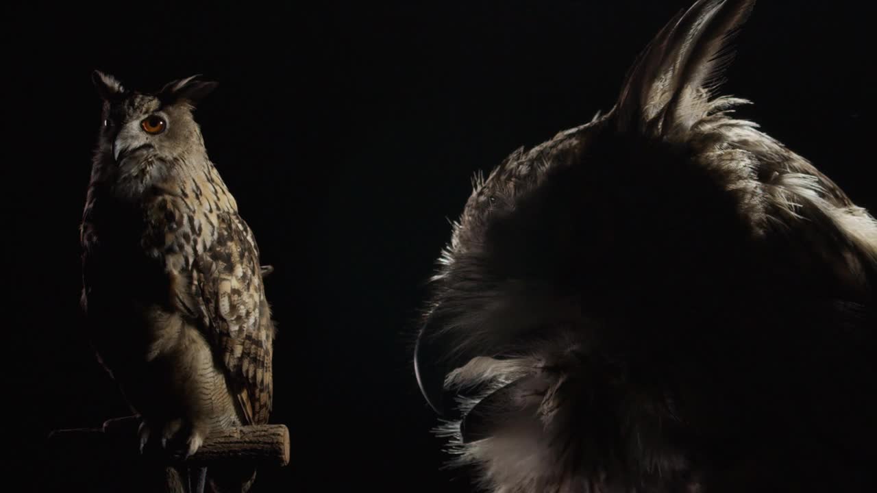 一只长着灰黑羽毛的猫头鹰正坐在黑暗中环顾四周视频下载