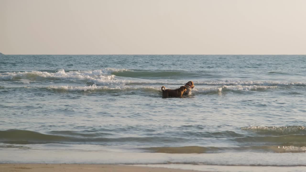 两只狗在海水里玩木棍视频下载