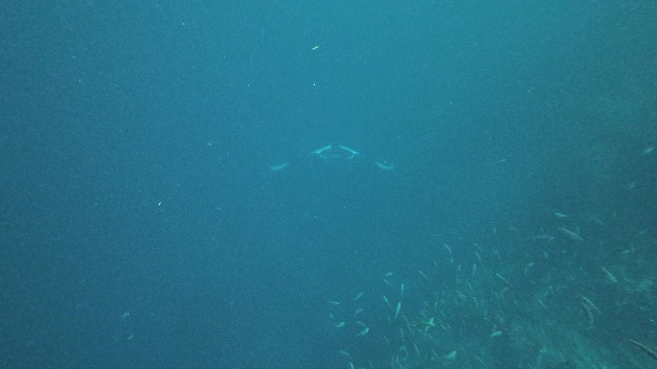 蝠鲼(Mobula mobular)又名魔鬼鳐罕见的水下遭遇视频素材