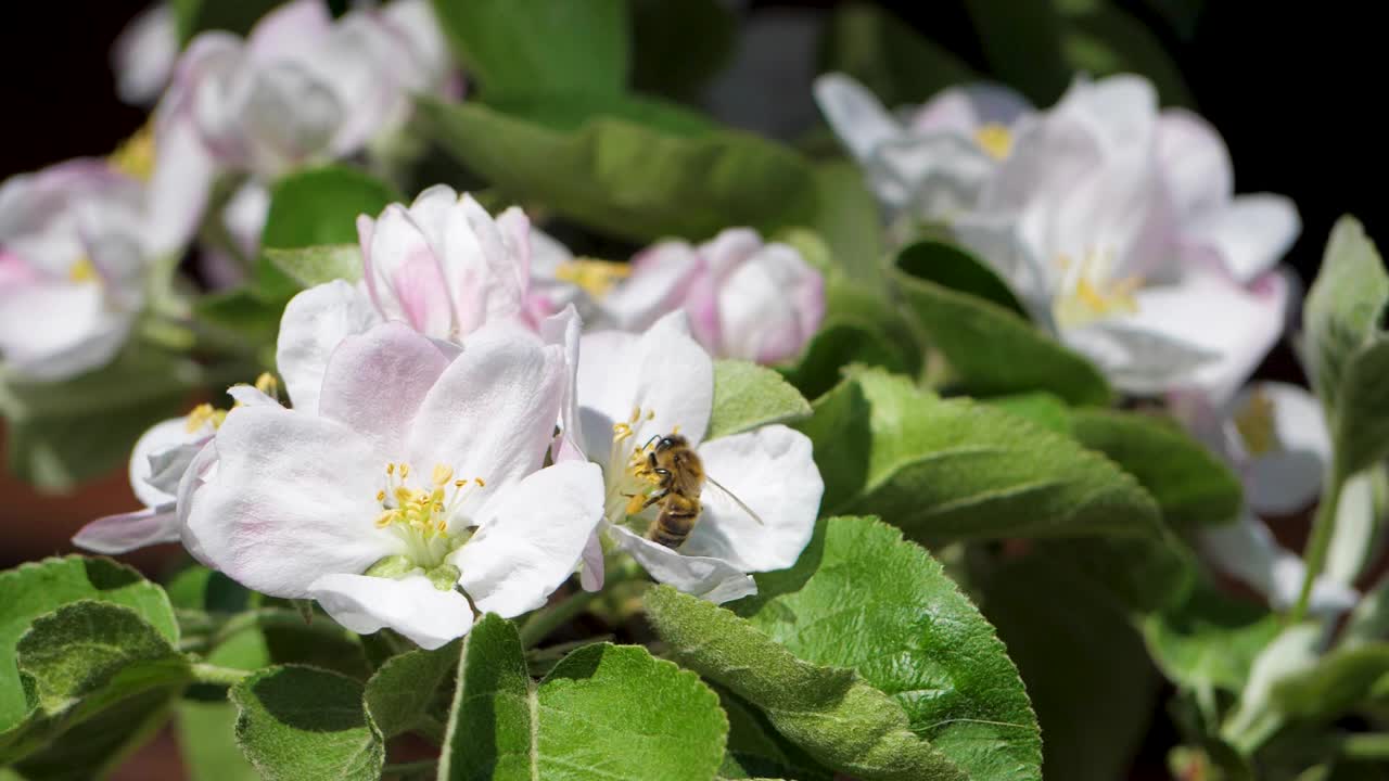 在绿叶的映衬下，蜜蜂在苹果树的花朵上采集花蜜视频下载