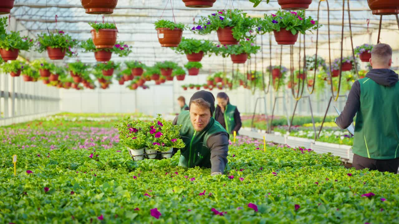 穿着制服的微笑男青年工人在温室工作时把开花植物放在托盘里视频下载