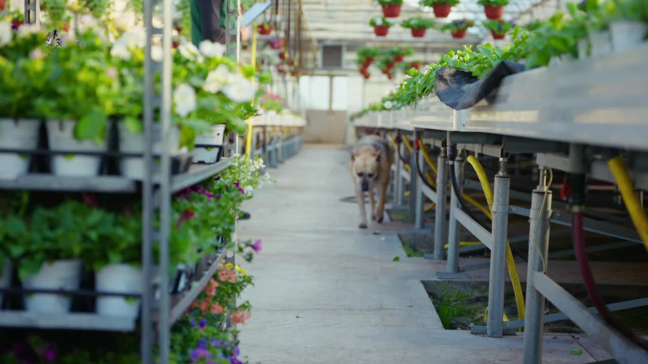 在现代温室里，狗在一排盆栽植物中间的过道里奔跑视频下载