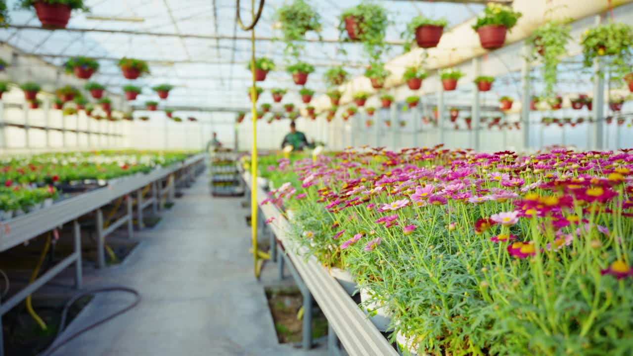 各种彩色开花植物在温室中生长的SLO MO跟踪镜头视频下载