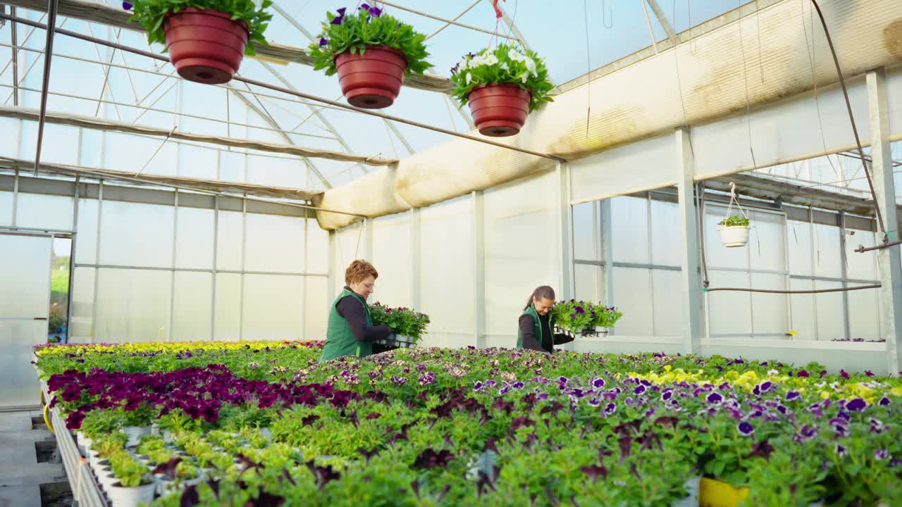 劳工及劳工组织穿制服的女工在温室内把观赏植物放入托盘视频下载