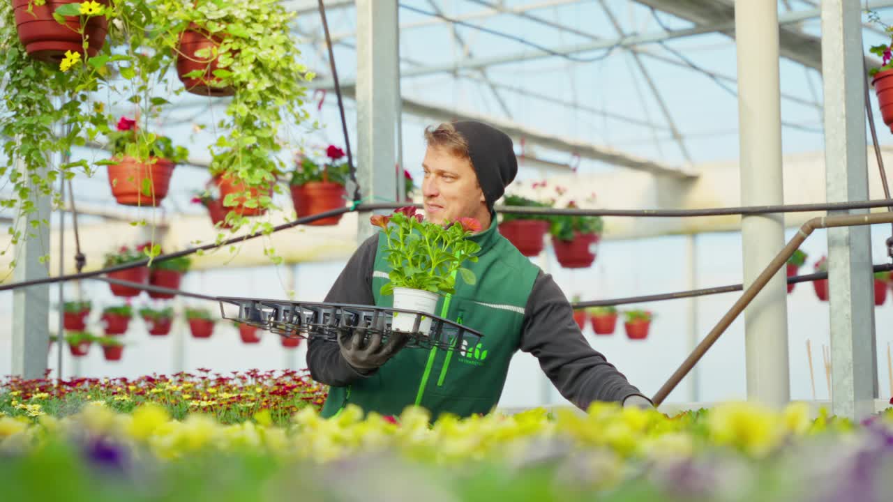 穿着制服的微笑青年工人在温室工作时把开花植物放在托盘里视频下载