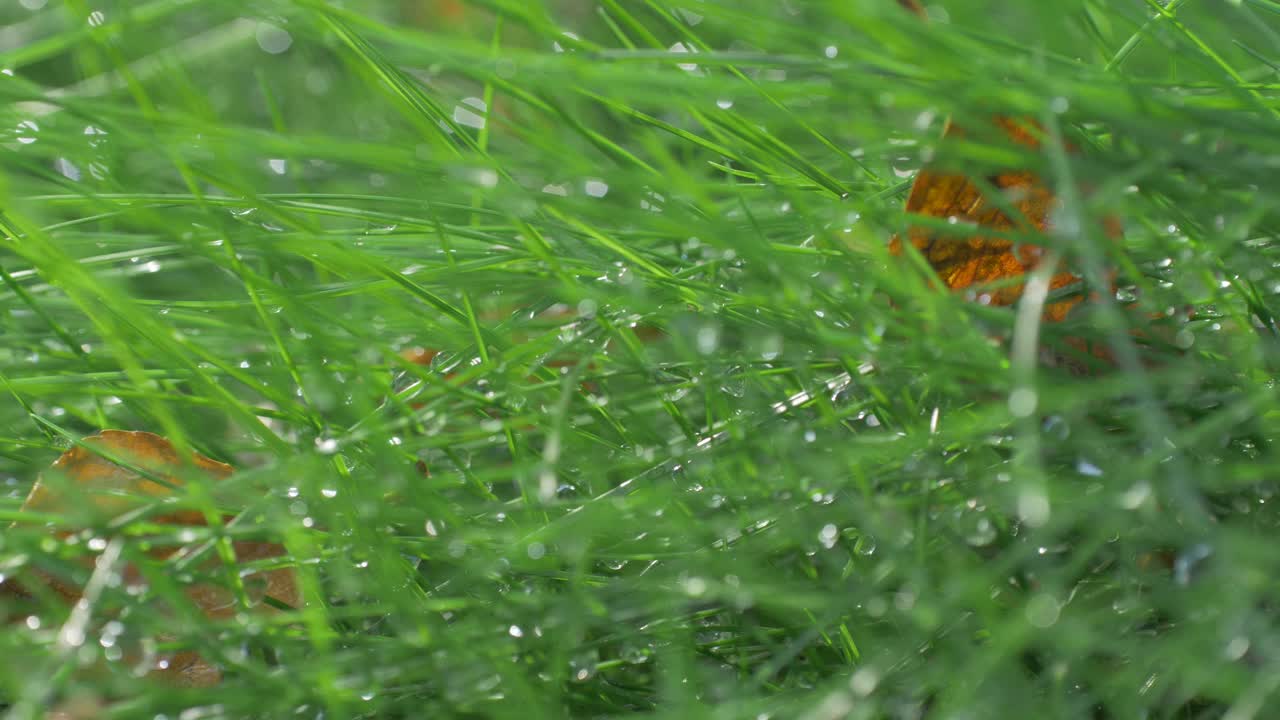 雨使草潮湿了视频下载