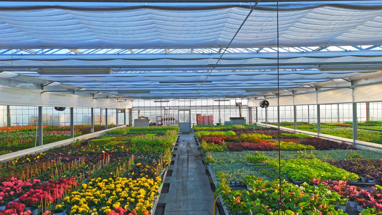 温室内各种开花和观赏植物的仙鹤照片视频下载