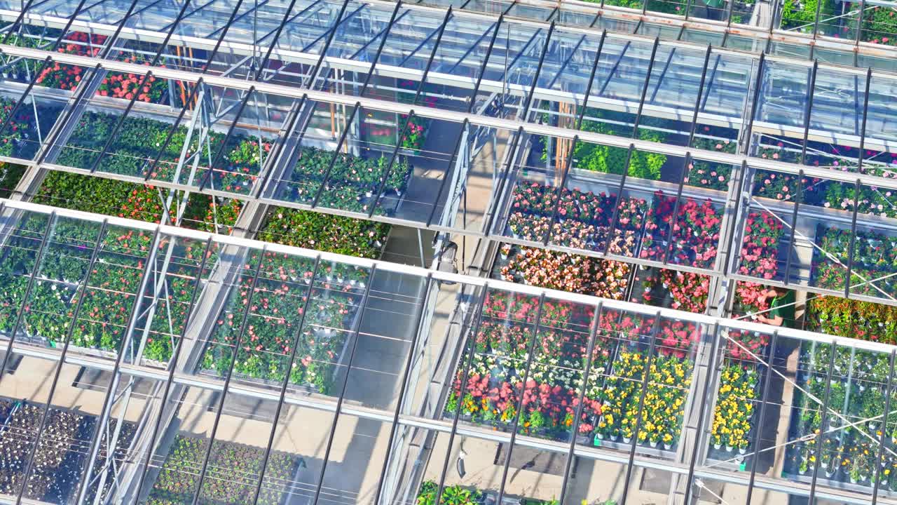 阳光明媚的日子里，透过透明的温室屋顶，无人机拍摄的五颜六色的开花植物视频下载