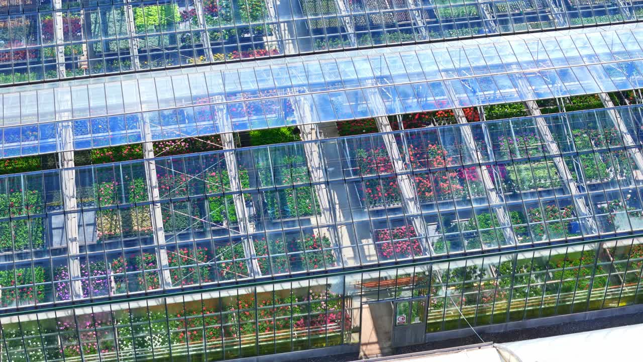 在阳光明媚的日子里，透过花园中心透明的屋顶，无人机拍摄了各种五颜六色的开花植物视频下载