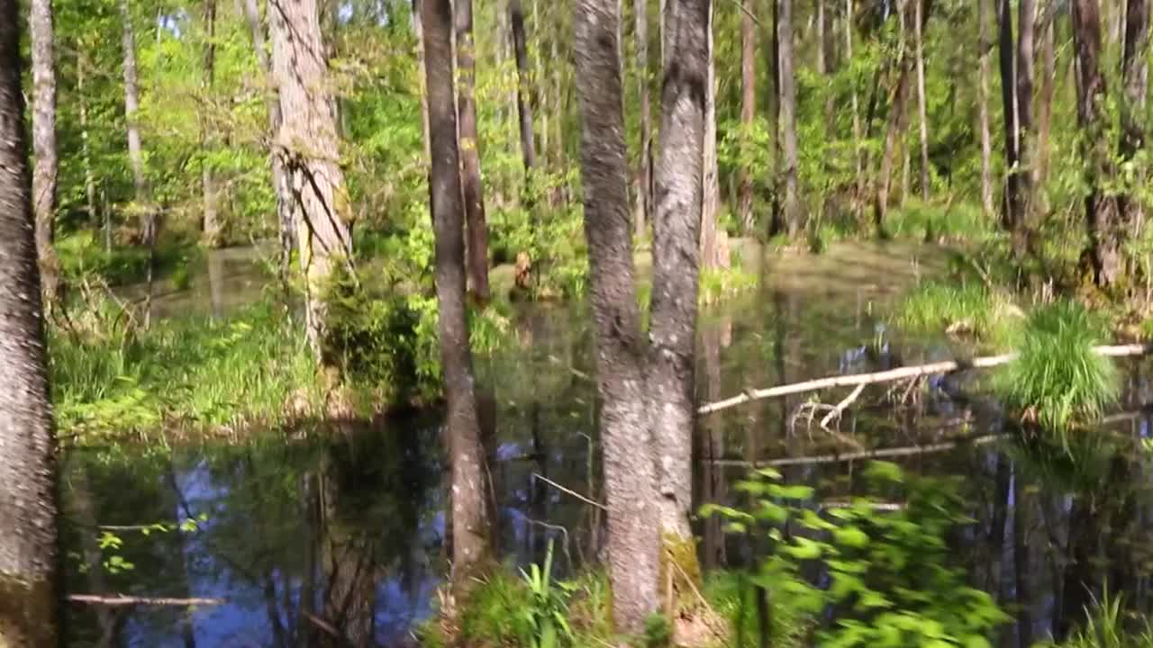 森林中间有一片水域。水平静而清澈。视频下载