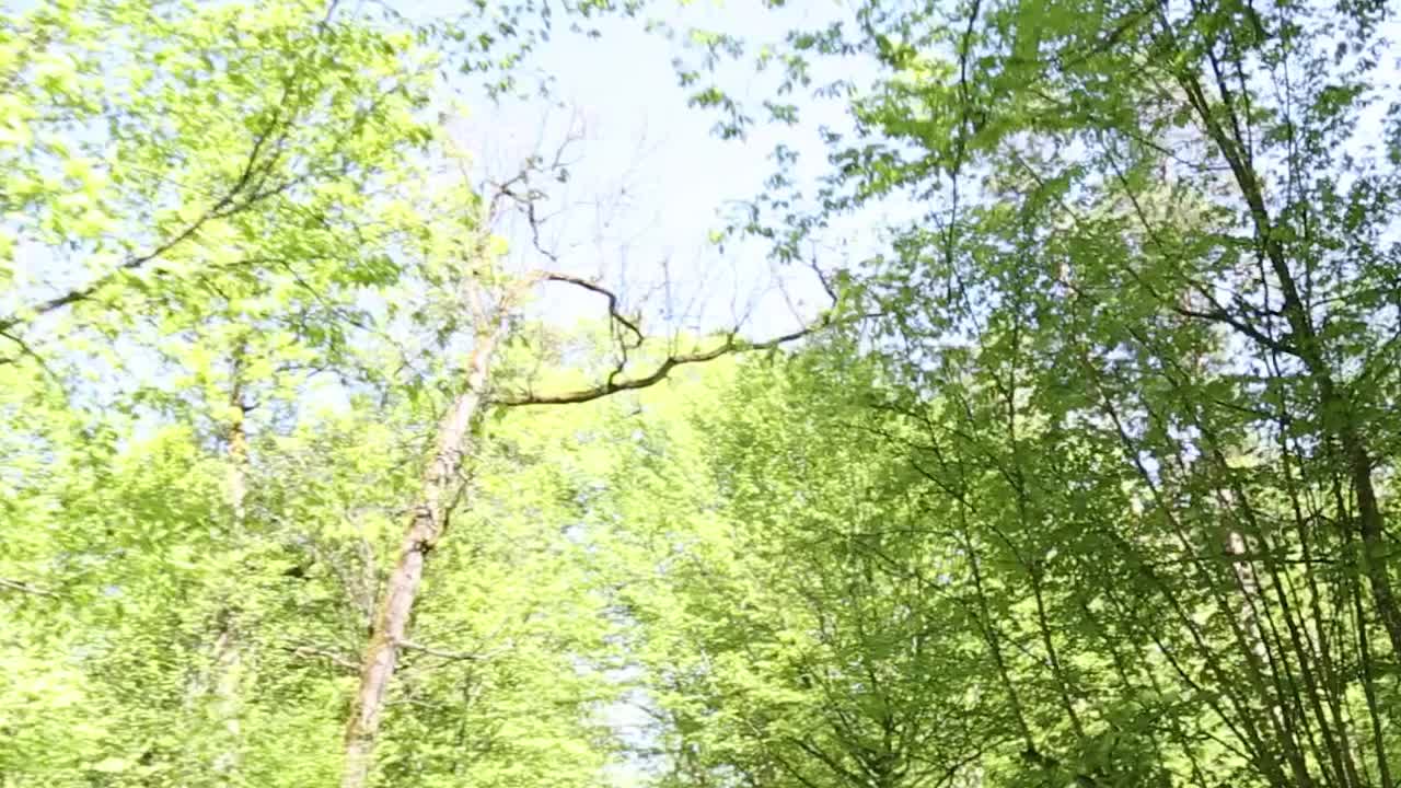 有树木的森林和晴朗的蓝天视频下载