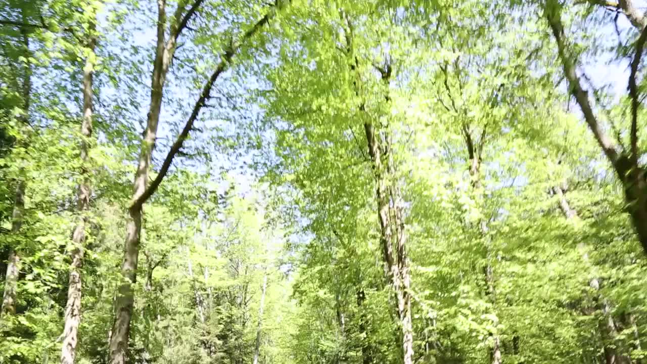 前景和背景都有树的森林。视频下载