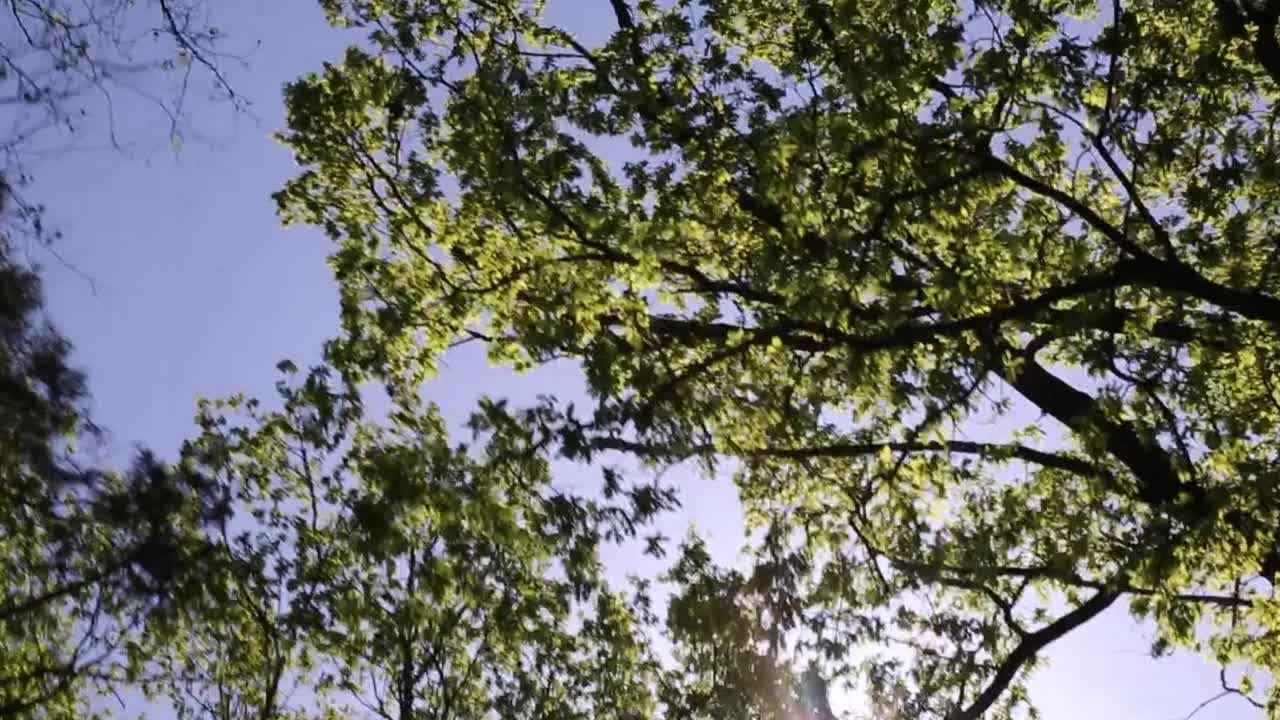 阳光透过树木移动着，仰望着蔚蓝的天空。视频下载