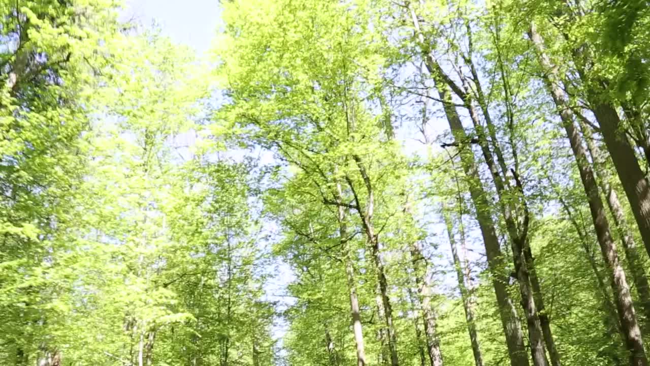 一个有许多树和晴朗蓝天的森林。树木是绿色的，天空是绿色的视频下载
