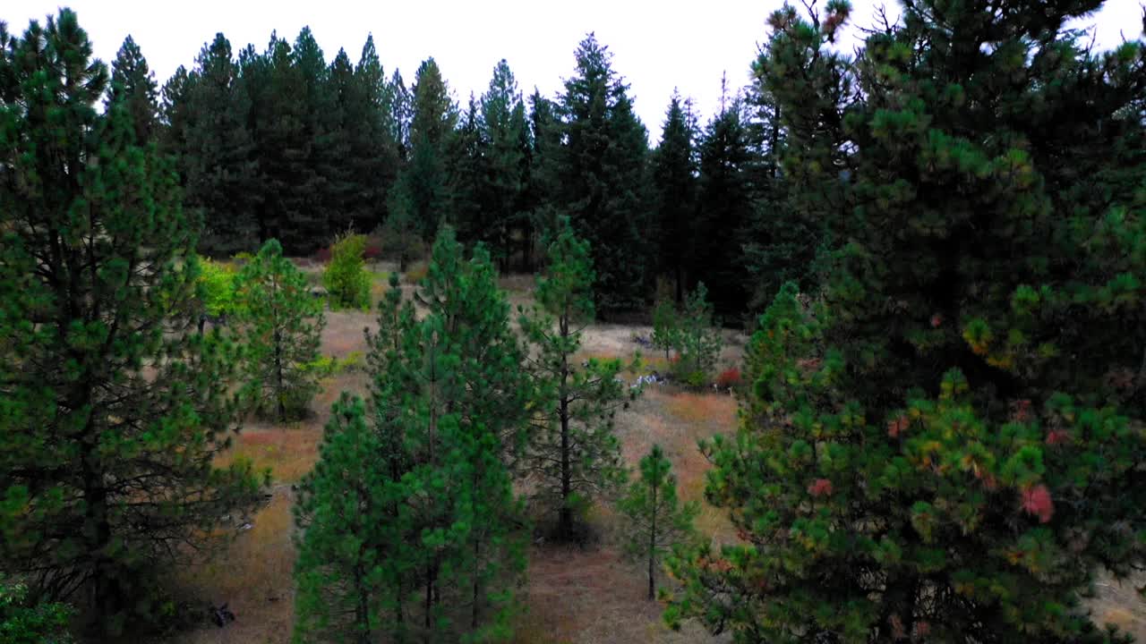 空中倾斜向下以色利前进党生长的绿色树木在景观对晴朗的天空-科达伦，爱达荷州视频下载