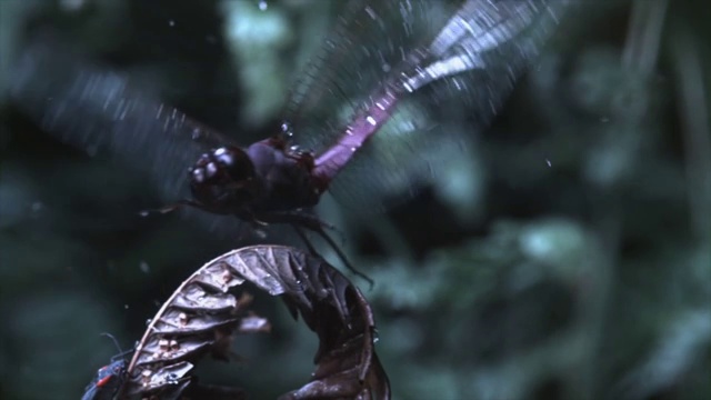 雨滴落在蜻蜓拍打翅膀的时候。高清。视频下载