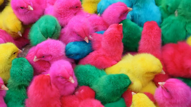 小鸡色彩鲜艳可爱，有黄色、粉色、紫色、绿色和蓝色视频下载