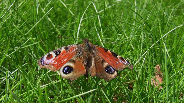 死孔雀蝴蝶在草地上视频下载