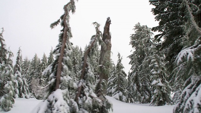 下雪的景色视频下载