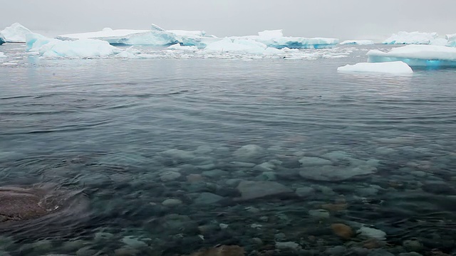巴布亚企鹅在南极洲游泳视频下载