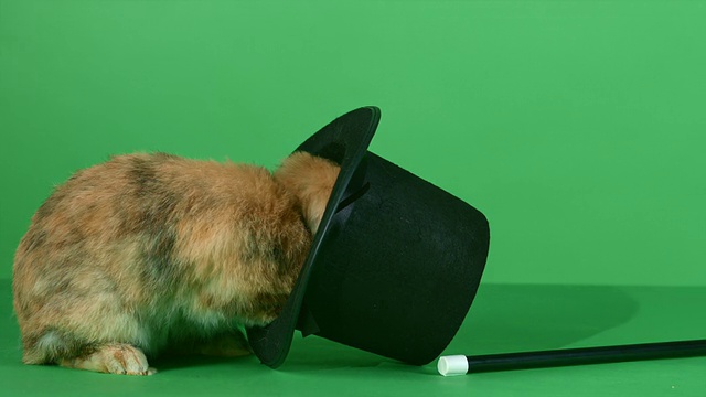 棕色的兔子，大礼帽和魔术棒在绿色的屏幕背景视频素材