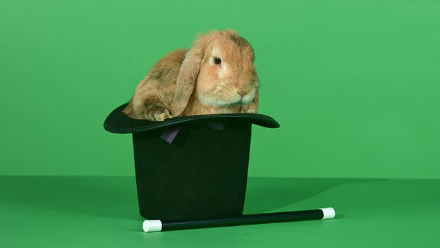 棕色的兔子装在大礼帽里，绿色的屏幕背景上有一根魔杖视频素材