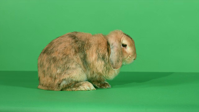 绿色屏幕背景上的棕色垂耳兔子视频素材