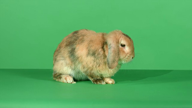 绿色屏幕背景上的棕色垂耳兔子视频素材